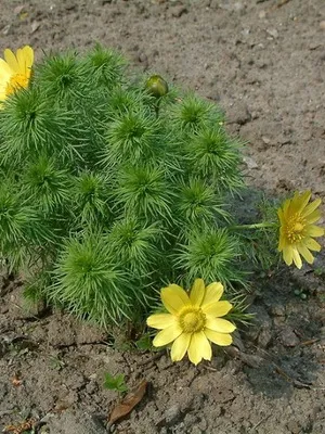 Adonis пружина (Adonis), снимка и описание на цветя, отглеждане и използване