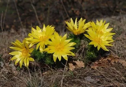 Адонис пролетта (Adonis) и отглеждането на цветя грижи, Веда и снимки
