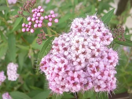 Alyssum fotók és fajok ültetési és gondozási szabadföldön