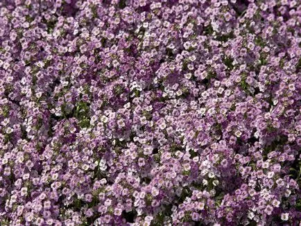 fotografii Alyssum și specii, de plantare și de îngrijire în câmp deschis