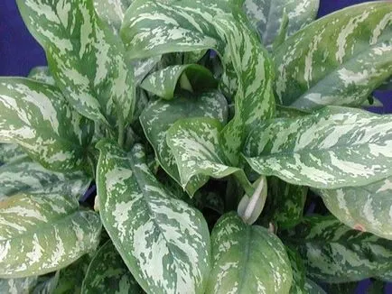 Aglaonema грижи у дома