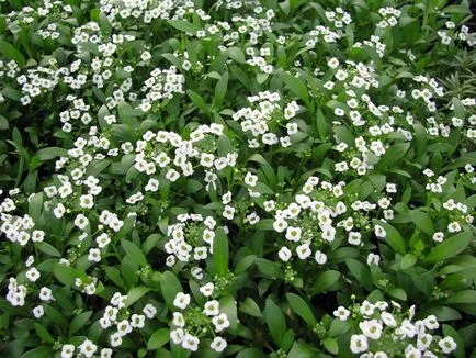 fotografii Alyssum și specii, de plantare și de îngrijire în câmp deschis