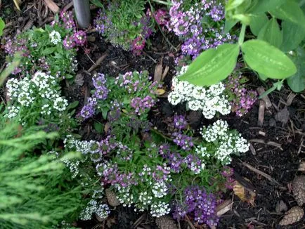 fotografii Alyssum și specii, de plantare și de îngrijire în câmp deschis