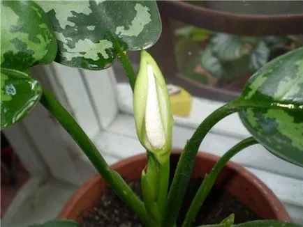 Aglaonema грижи у дома