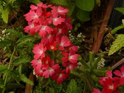 fotografii Alyssum și specii, de plantare și de îngrijire în câmp deschis