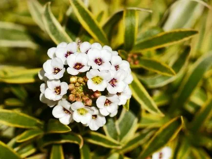 fotografii Alyssum și specii, de plantare și de îngrijire în câmp deschis