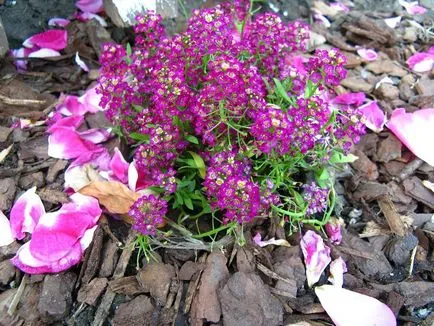 fotografii Alyssum și specii, de plantare și de îngrijire în câmp deschis