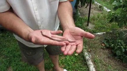 Как да направите свои собствени ръце vermikomposter