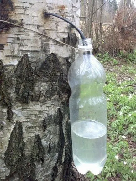 Hogyan gyűjtsünk nyírfa nedve - egészség - egészséges italok