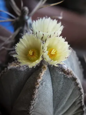 Cactus Astrophytum fotók, faj, ápolási kaktusz Astrophytum asterias (ASTROPHYTUM ASTERIAS)