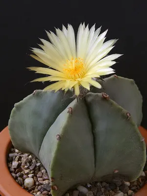 Cactus Astrophytum снимки, видове, грижи кактус звездовиден астрофитум (звездовиден астрофитум)