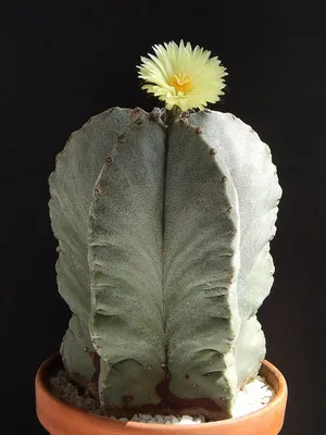 Cactus Astrophytum fotók, faj, ápolási kaktusz Astrophytum asterias (ASTROPHYTUM ASTERIAS)