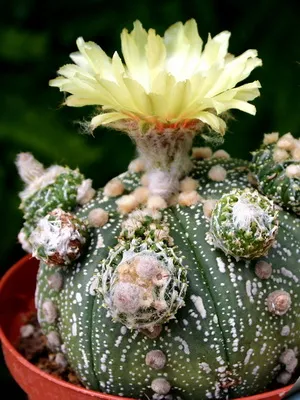 Cactus Astrophytum снимки, видове, грижи кактус звездовиден астрофитум (звездовиден астрофитум)