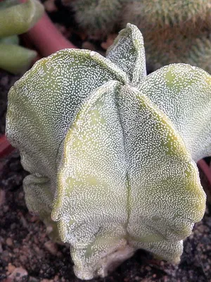 Cactus Astrophytum снимки, видове, грижи кактус звездовиден астрофитум (звездовиден астрофитум)