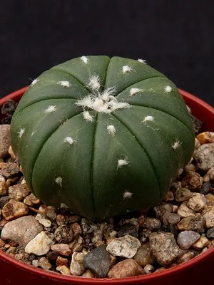 Cactus Astrophytum fotók, faj, ápolási kaktusz Astrophytum asterias (ASTROPHYTUM ASTERIAS)