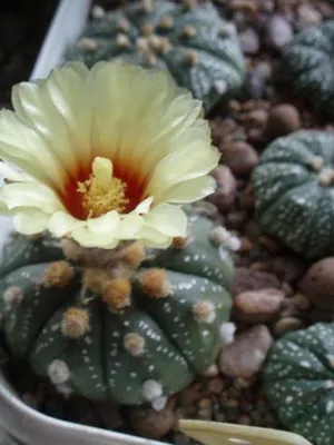 Cactus Astrophytum fotók, faj, ápolási kaktusz Astrophytum asterias (ASTROPHYTUM ASTERIAS)