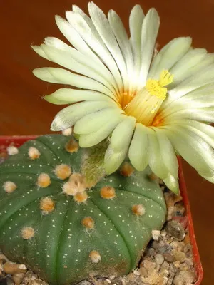 Cactus Astrophytum снимки, видове, грижи кактус звездовиден астрофитум (звездовиден астрофитум)