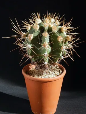 Cactus Astrophytum снимки, видове, грижи кактус звездовиден астрофитум (звездовиден астрофитум)