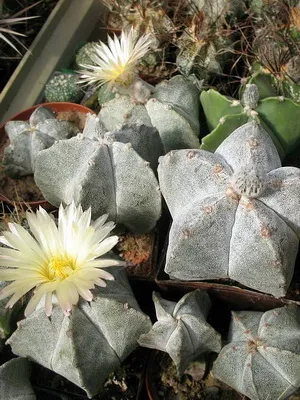 Cactus Astrophytum fotók, faj, ápolási kaktusz Astrophytum asterias (ASTROPHYTUM ASTERIAS)