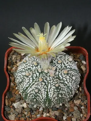 Cactus Astrophytum снимки, видове, грижи кактус звездовиден астрофитум (звездовиден астрофитум)