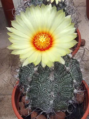 Cactus Astrophytum снимки, видове, грижи кактус звездовиден астрофитум (звездовиден астрофитум)