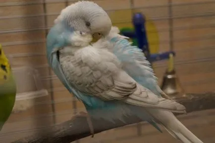 Както спи папагал колко време е необходимо за здравословен сън