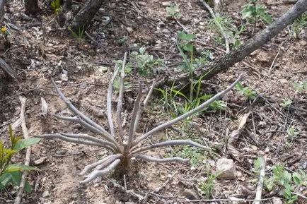 Cactus Astrophytum снимки, видове, грижи кактус звездовиден астрофитум (звездовиден астрофитум)