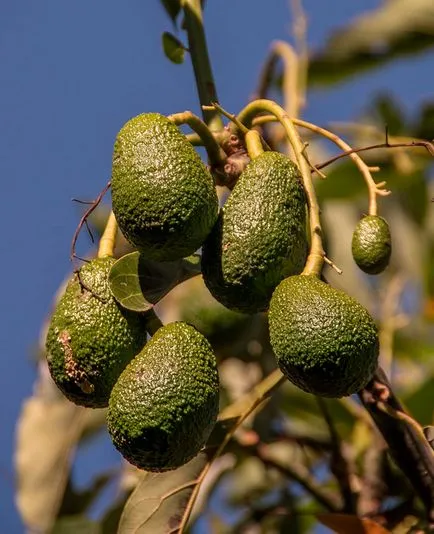 Cum se păstrează avocado coapte și necoapte