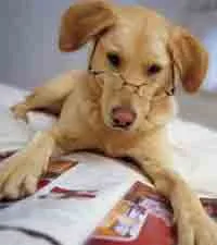 Canistherapy - лечение с помощта на кучета, медицински бележки