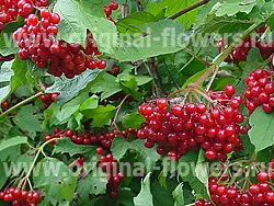 Viburnum (Viburnum) fotó, leírás