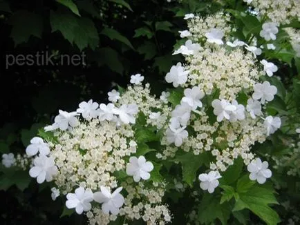 Kalina (Viburnum)