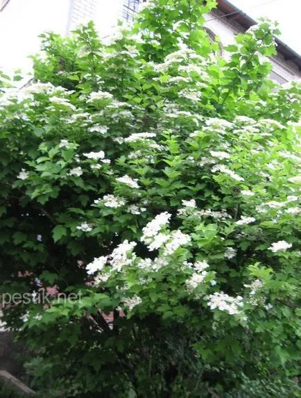 Kalina (Viburnum)