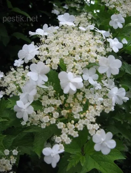 Kalina (Viburnum)