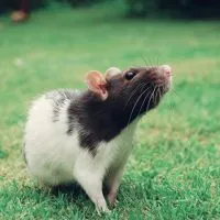 De ce visul de șobolan mort