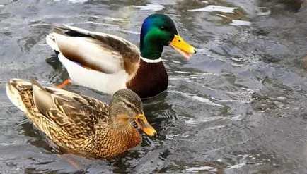 Miért álom egy élő kacsa, látták a víz, fehér, vad kacsa, ami azt jelenti, a kezében az otthoni,