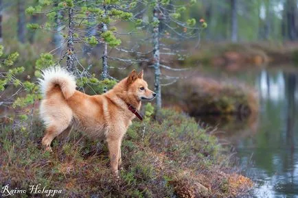 Karelia Ursul de câine Foto Karelia Ursul Dog Descriere câine rasa