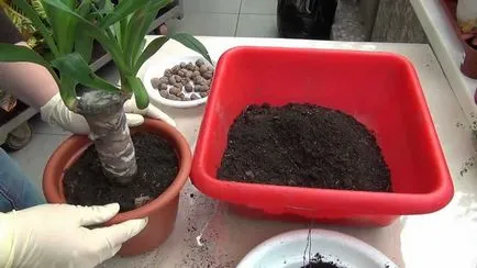 Când și cum să transplant ghivece cu plante