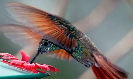 Colibri - fotografii, descriere, tipuri, dușmani, înregistrări