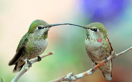 Colibri - fotografii, descriere, tipuri, dușmani, înregistrări