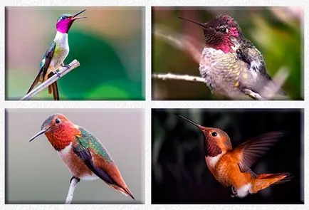 Colibri - fotografii, descriere, tipuri, dușmani, înregistrări