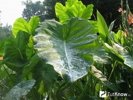 Taro зад цвете в саксия грижи