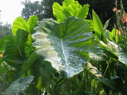 fotografii Taro, punctele de vedere și modul în care să aibă grijă de plante