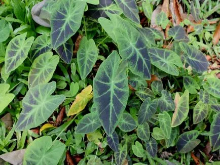 fotografii Taro, punctele de vedere și modul în care să aibă grijă de plante