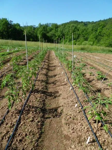 Când tomate săpăligă