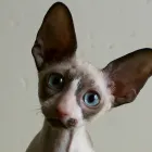 Cornish Rex leírás, fotó, szabványos, természet