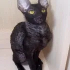 Cornish Rex leírás, fotó, szabványos, természet