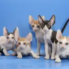 Cornish Rex leírás, fotó, szabványos, természet