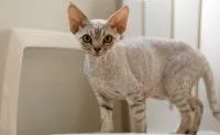 Cornish Rex - fajta leírás, fotók, árak, képességgel, videó, weboldal „bögre”