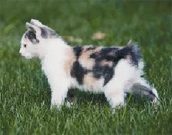 pisica tailless Manx pisica