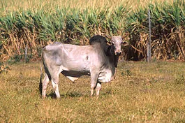 Zebu tehén fajtája fotó és leírás